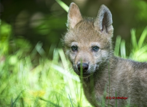 Wolfspark Werner Freund Anlage B Die Mongolischen Wolfe